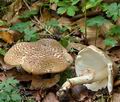 Lepiota_aspera_bi5563