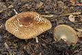 Lepiota_aspera_cr4014