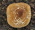 Lepiota_aspera_cr4022