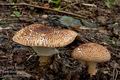 Lepiota_aspera_cr4038s