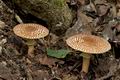 Lepiota_aspera_cr5860s