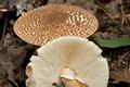 Lepiota_aspera_cr5877s