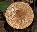 Lepiota_aspera_cr5885s