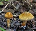 Lepiota_boudieri_bi4803