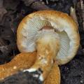 Lepiota_boudieri_bi4816