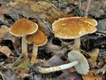 Lepiota_boudieri_bv2444