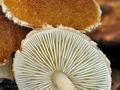 Lepiota_boudieri_bv2448