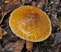 Lepiota_boudieri_cr4009