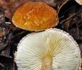 Lepiota_boudieri_cr4011