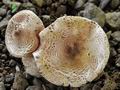 Lepiota_brunneoincarnata_hy7318