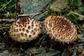 Lepiota_calcicola_cr4304s