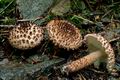 Lepiota_calcicola_cr4317s