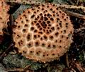 Lepiota_calcicola_cr4330s