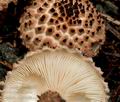 Lepiota_calcicola_cr4346s