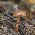 Lepiota_castanea_aj1429