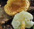 Lepiota_castanea_bv1781