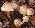 Lepiota_clypeolaria_a8165