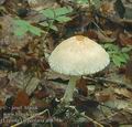 Lepiota_clypeolaria_ab8791