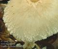 Lepiota_clypeolaria_ab8801