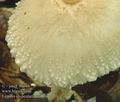 Lepiota_clypeolaria_ab8801