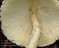 Lepiota_clypeolaria_ab8803