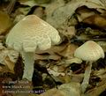 Lepiota_clypeolaria_ac4557