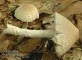 Lepiota_clypeolaria_ac4562