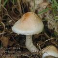 Lepiota_clypeolaria_ai8351