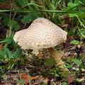 Lepiota_clypeolaria_be3815