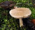 Lepiota_clypeolaria_bt0313