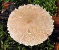 Lepiota_clypeolaria_bt0315