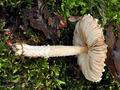 Lepiota_clypeolaria_bt0320