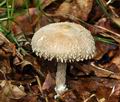 Lepiota_clypeolaria_bv0631