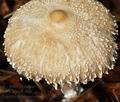 Lepiota_clypeolaria_bv0637