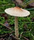 Lepiota_clypeolaria_cg1459s