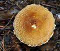 Lepiota_cortinarius_bv3357