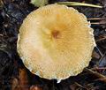 Lepiota_cortinarius_bv3360