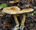 Lepiota_cortinarius_bv3363