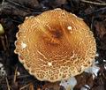 Lepiota_cortinarius_bv3549