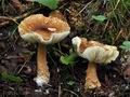 Lepiota_cortinarius_bv3557