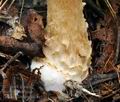 Lepiota_cortinarius_bv3561