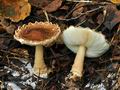 Lepiota_cortinarius_bv3567