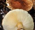 Lepiota_cortinarius_bv3568