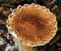 Lepiota_cortinarius_bv3573