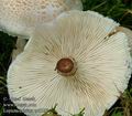 Lepiota_cristata_ac8237