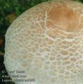 Lepiota_cristata_ac8249