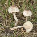 Lepiota_cristata_af6312