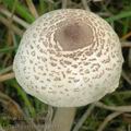 Lepiota_cristata_af6316