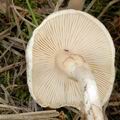 Lepiota_cristata_af6319