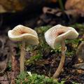 Lepiota_cristata_bi4971